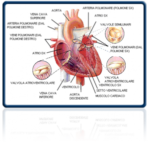 danni-cardiaci-filaria